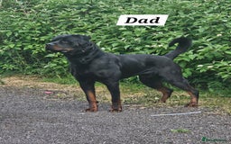 Rottweiler dogs for sale: KC Registered Rottweiler Puppies excellent lineage - Image 24