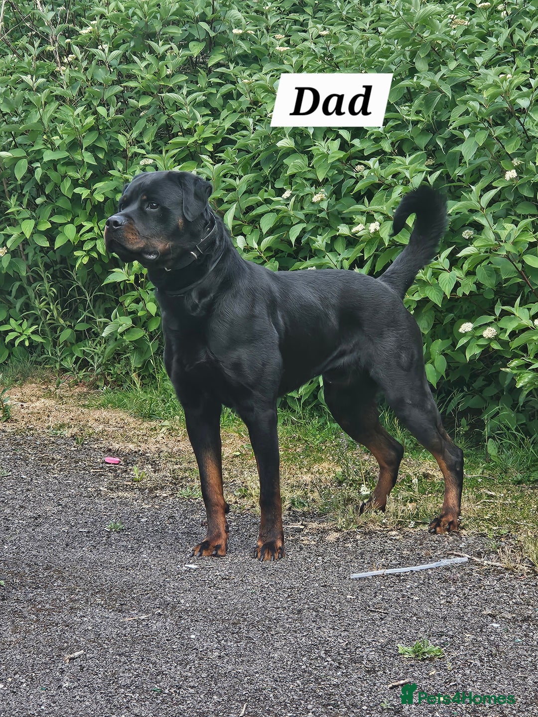 Rottweiler dogs for sale: KC Registered Rottweiler Puppies excellent lineage - Image 24