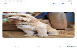 Cockapoo dogs for sale: Beautiful f2 Cockapoo puppies  - Advert 2