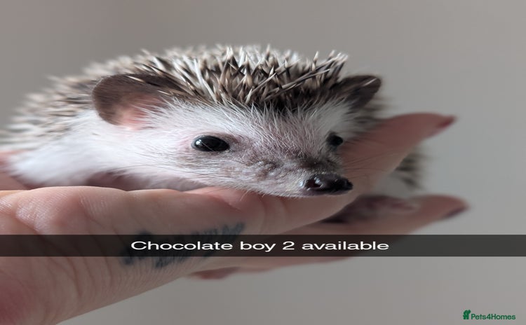 Pygmy Hedgehog rodents - Advert 2