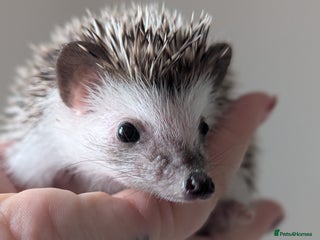 Pygmy Hedgehog rodents Gorgeous APH hedgehogs - Advert 13