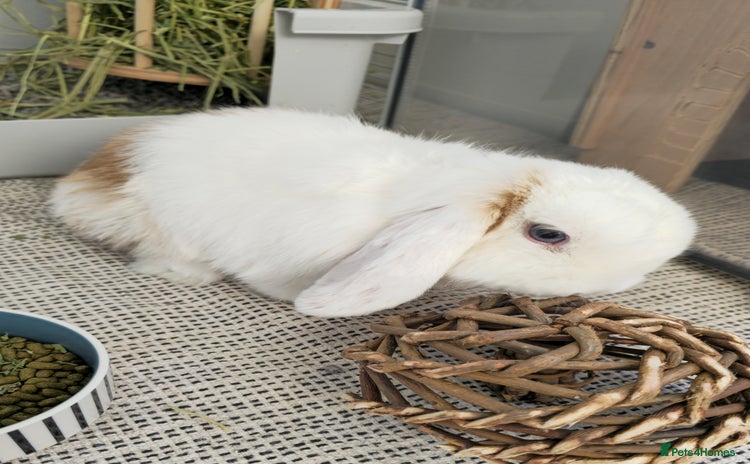 Mini Lop rabbits - Advert 1