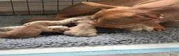 American Bully dogs for sale: Lucci vs Gr CH McLovin pups  - Advert 23