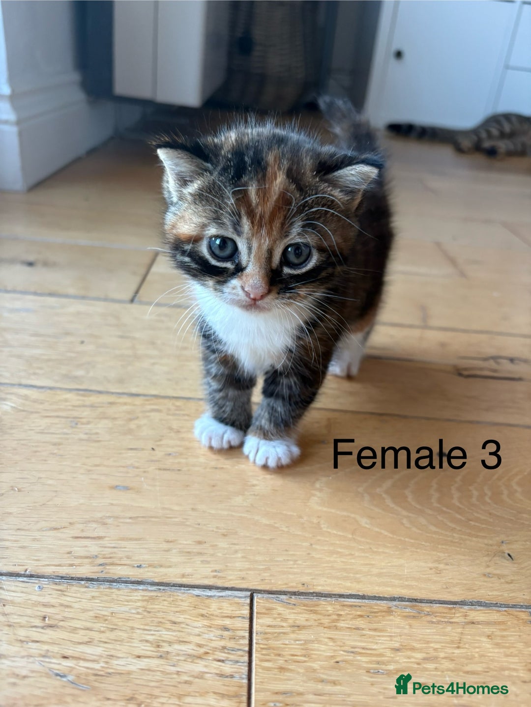 Mixed Breed cats for sale: Gorgeous mixed breed bengal and calico kittens - Advert 16