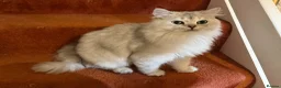 British Longhair cats for sale: Pure British Longhair Female  - Advert 10