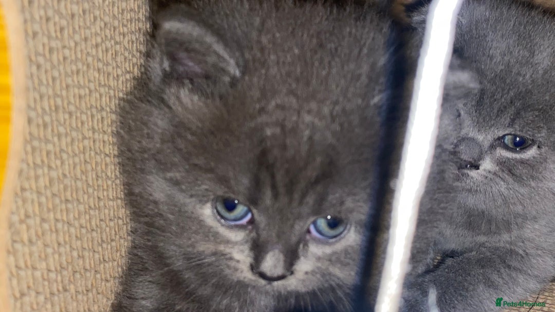 Scottish Fold cats for sale: Scottish fold kittens - Image 8
