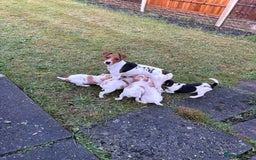 Jack Russell dogs for sale: Jack Russell  - Advert 1