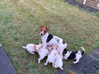 Jack Russell dogs for sale: Jack Russell - Advert 1