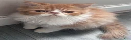 Persian cats for sale:  2 beautiful girls left Persian REDUCED £ - Advert 2