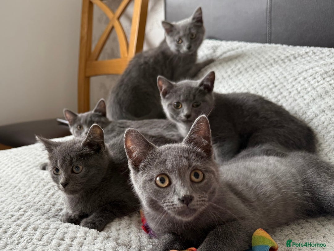 Russian Blue cats for sale: Russian Blue Kittens - Image 9