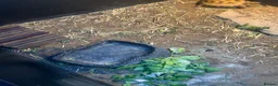 Tortoise reptiles for sale: 2025 Horsefield tortoise with full set up for sale - Advert 13