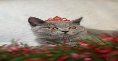 British Shorthair cats Adorable British Shorthair Kittens — READY TO GO! - Advert 2