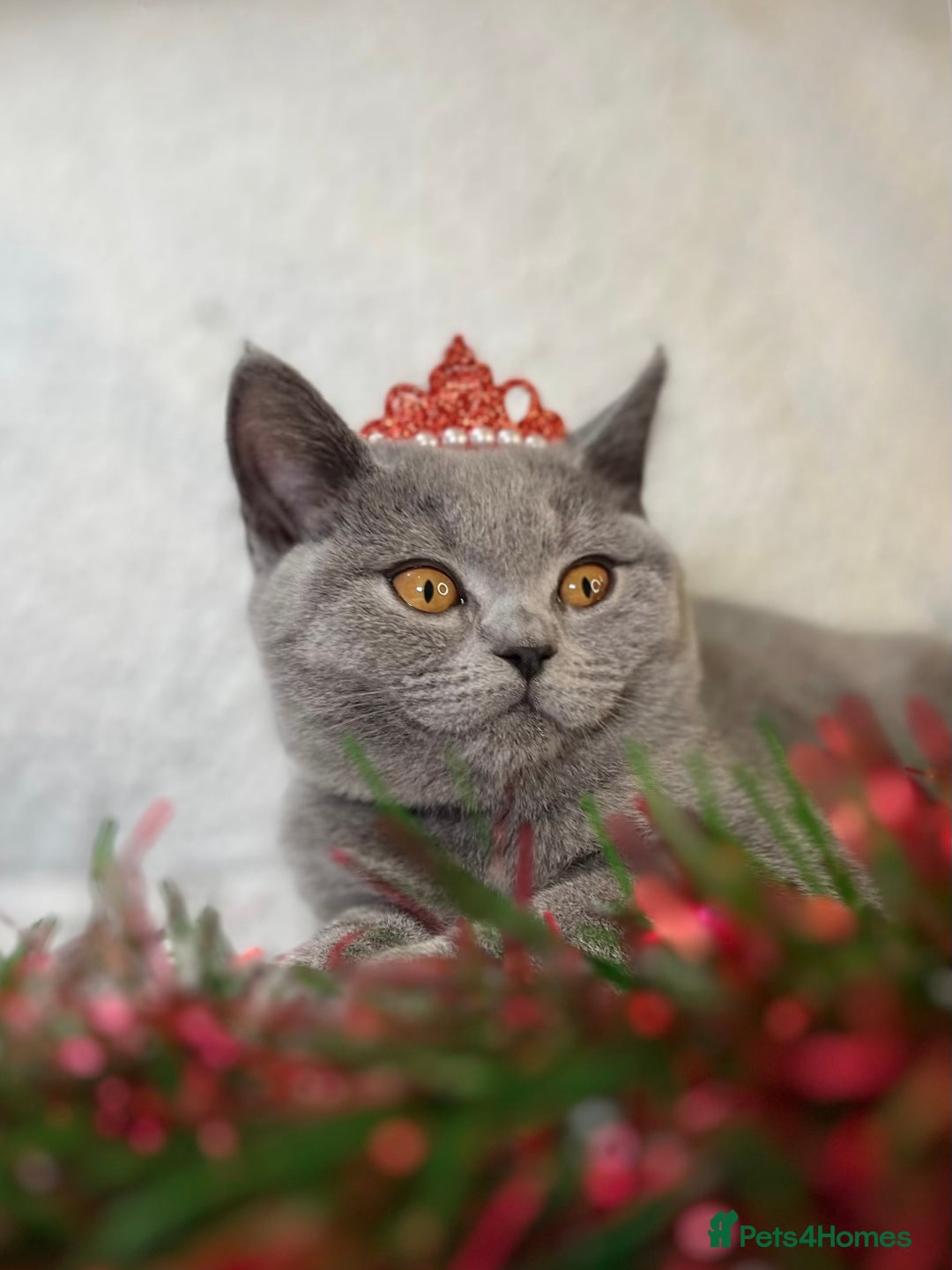 British Shorthair cats for sale: Adorable British Shorthair Kittens — READY TO GO! - Advert 2