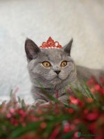 British Shorthair cats Adorable British Shorthair Kittens — READY TO GO! - Advert 1