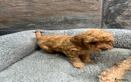 Toy Poodle dogs for sale: Elegant Royal KC Registered Red Toy Poodles - Image 4