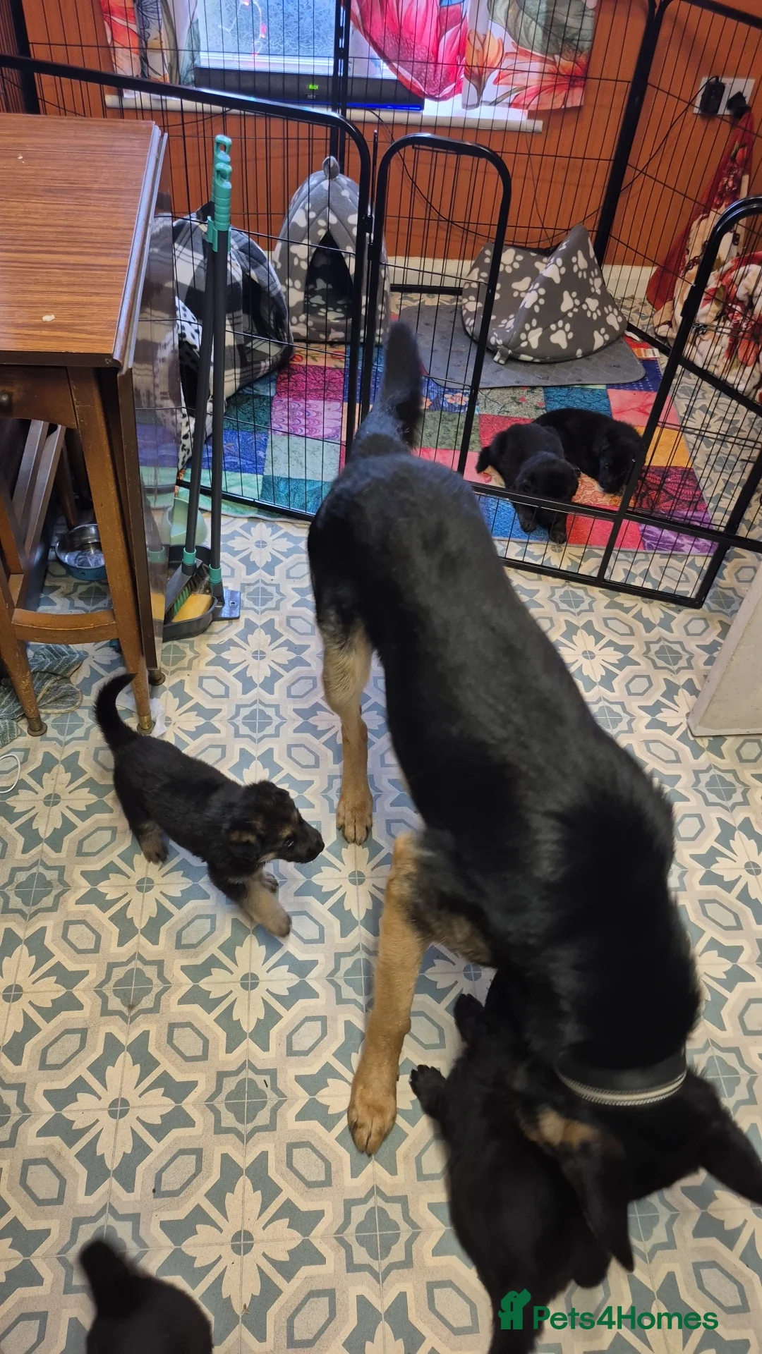 German Shepherd dogs for sale: Stunning german sheppards - Advert 9