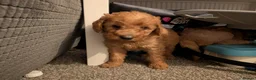 Labradoodle dogs for sale: Stunning F2 labradoodles  in Ebbw Vale - Advert 9