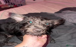 Mixed Breed dogs for sale: She is a female - Image 3