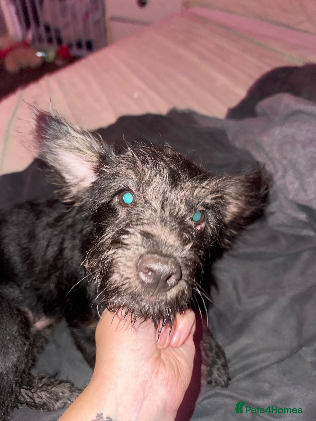 Mixed Breed dogs for sale: She is a female - Image 3