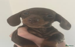 Dachshund dogs for sale: Miniature dachshunds  - Image 3