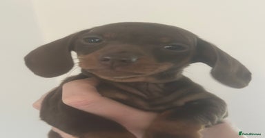 Dachshund dogs - Advert 5