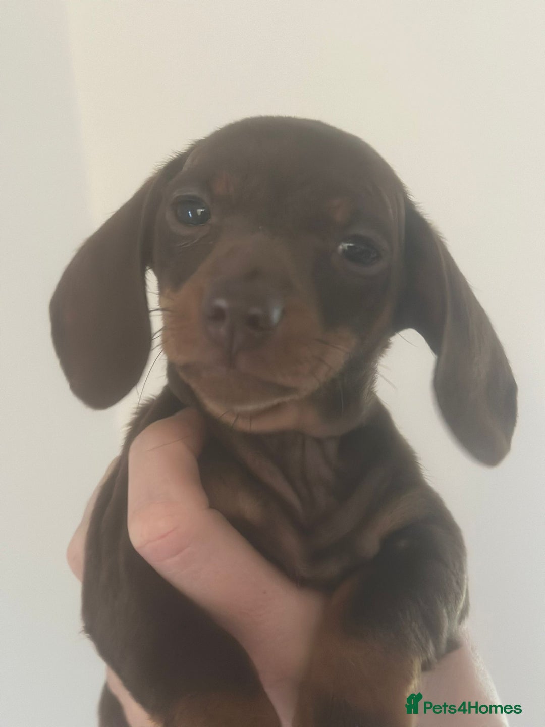 Dachshund dogs for sale: Miniature dachshunds  - Image 3