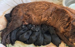 Sprocker dogs for sale: Sprockers  - Image 7