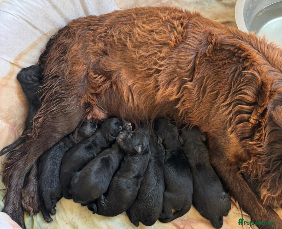Sprocker dogs for sale: Sprockers  - Image 7