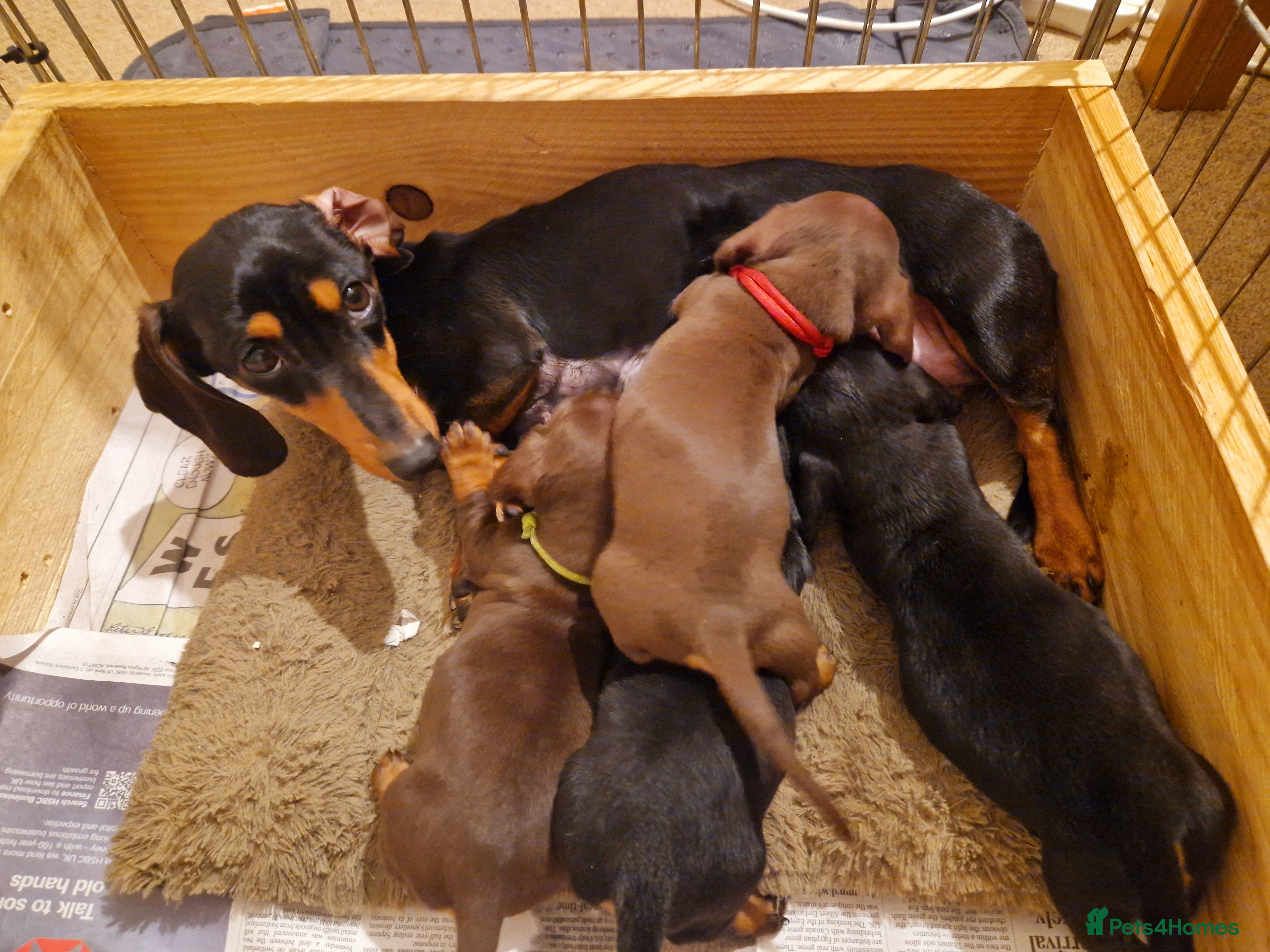 Miniature Dachshund dogs Beautiful Miniature Daschund Puppies For Sale - Advert 5