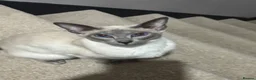 Siamese cats for sale: Two Beautiful Siamese Cats for sale  in Leeds - Advert 8