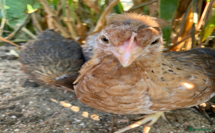 Chickens poultry - Advert 1