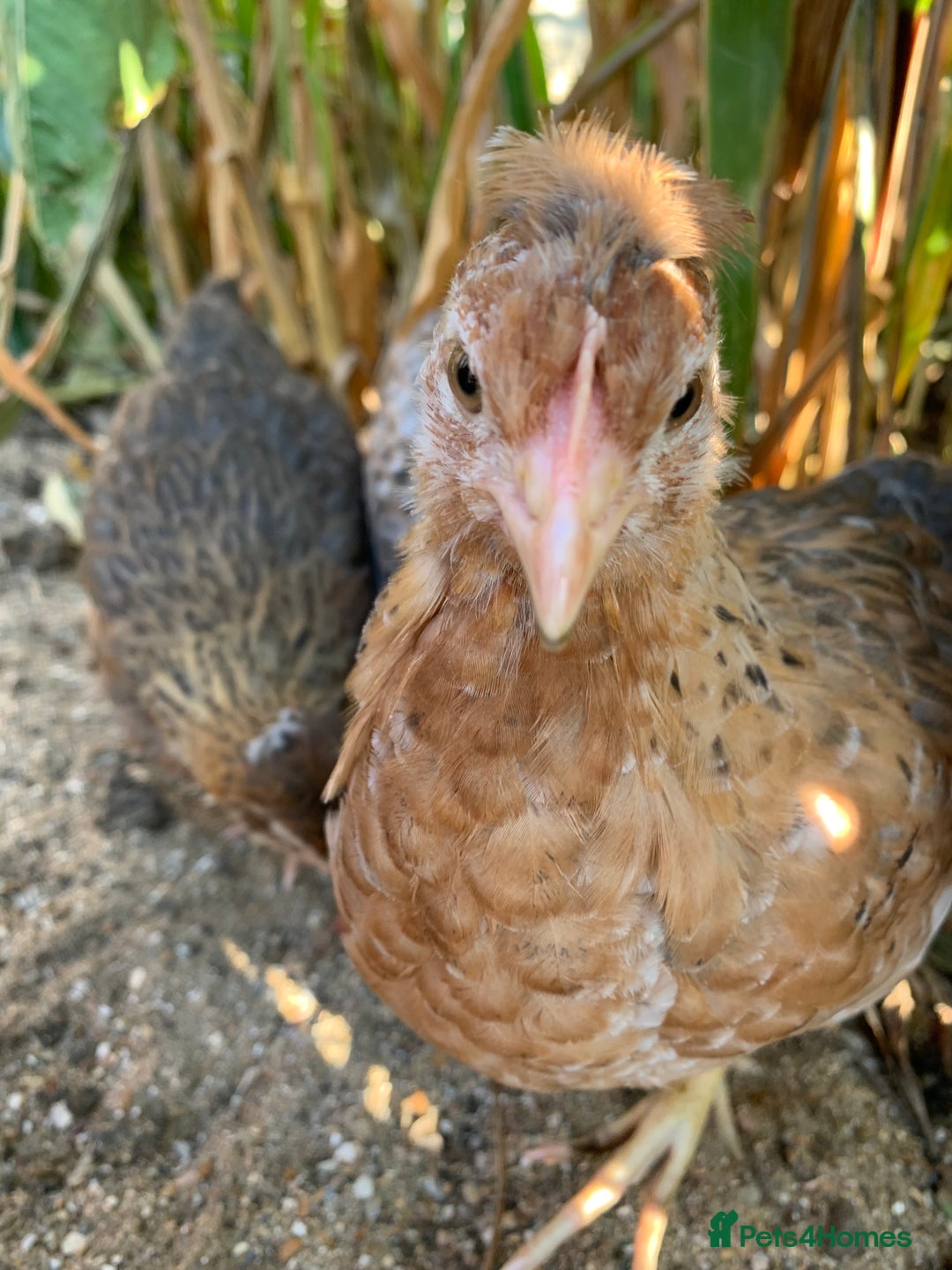 Chickens poultry for sale: 2 friendly lovely chickens and a rooster - Image 1