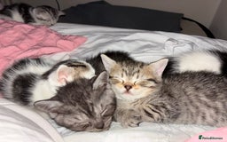 British Shorthair cats for sale: Sweet British Shorthair X Kittens - Image 6