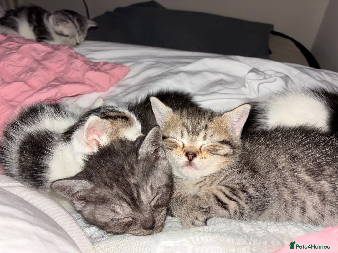 British Shorthair cats for sale: Sweet British Shorthair X Kittens - Image 6