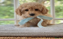Mixed Breed dogs for sale: Teddy bear puppies - Image 15