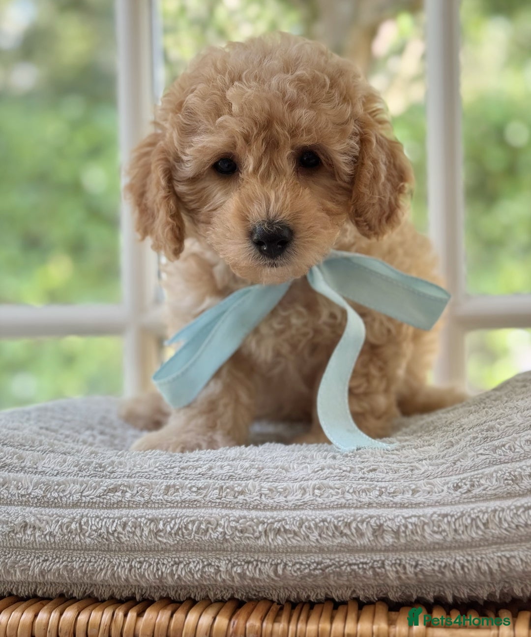 Mixed Breed dogs for sale: Teddy bear puppies - Image 15