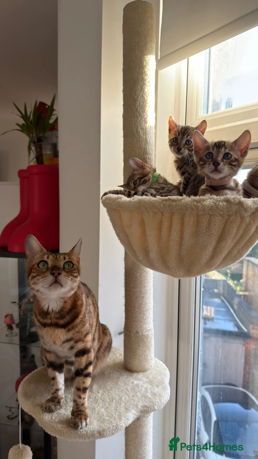 Bengal cats for sale: Adorable Bengal kittens TICA registered, pedigree - Advert 4