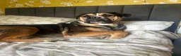 Mixed Breed dogs for sale: Maximus Merle English bulldog X German shepherd  - Advert 10