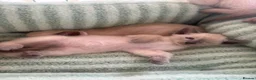 Siamese cats for sale: Siamese kittens  - Advert 7