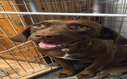 Mixed Breed dogs for sale: Dogue de bordeaux cross spaniel - Image 1