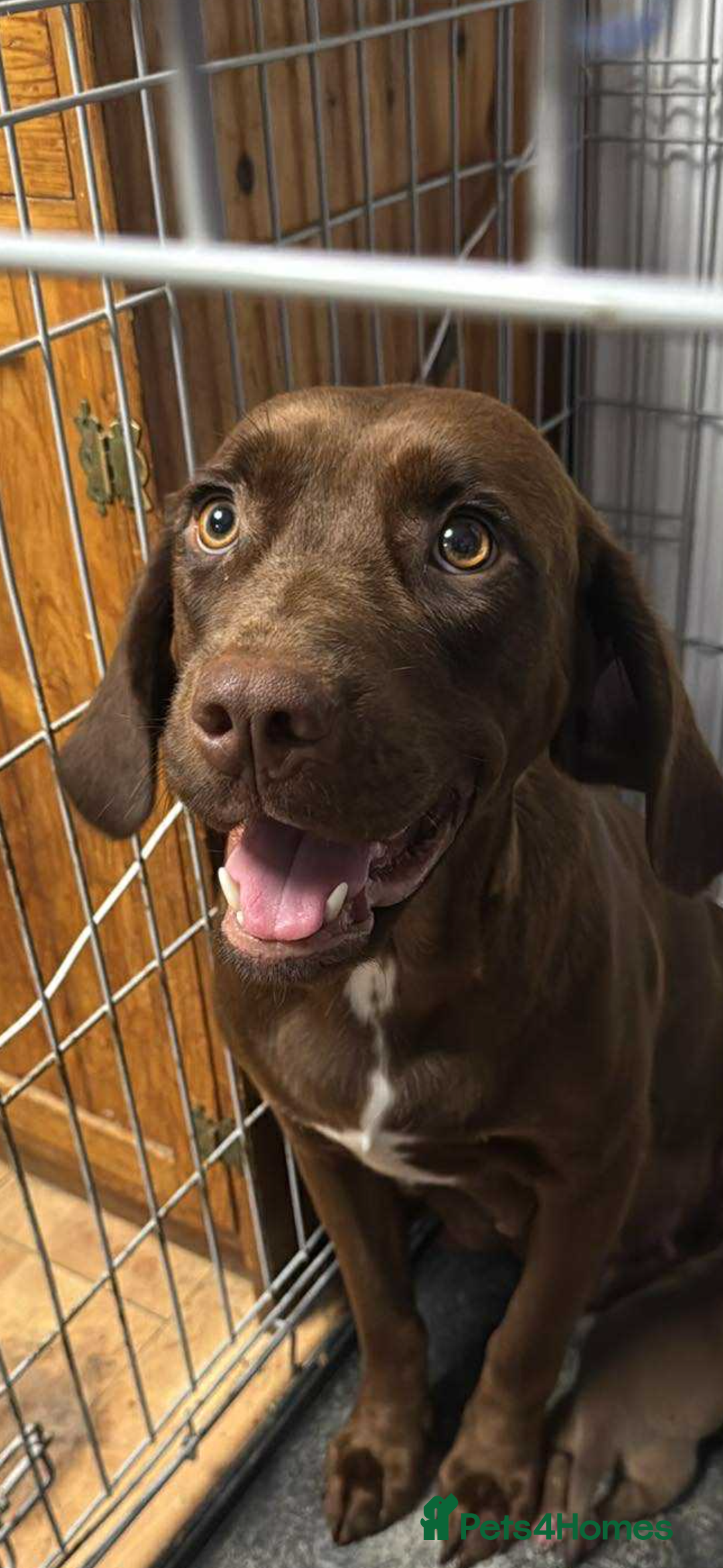 Mixed Breed dogs for sale: Dogue de bordeaux cross spaniel - Image 1