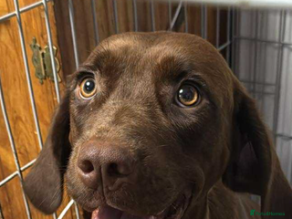 Mixed Breed dogs - Advert 10