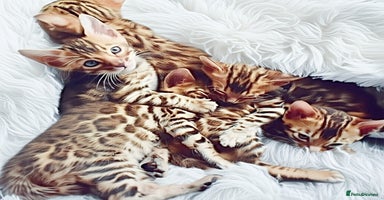 Bengal cats - Advert 7