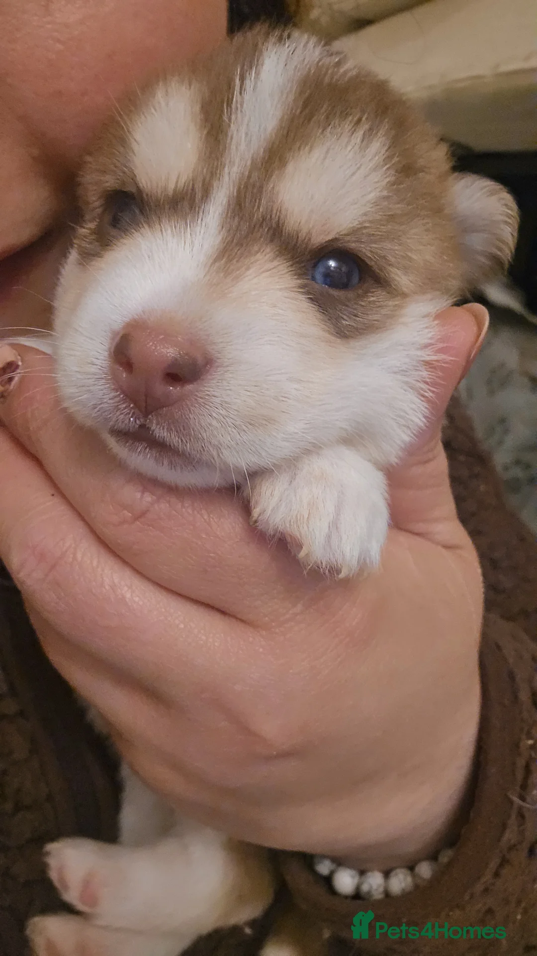 Pomsky dogs for sale: Pomsky Litter  - Advert 2