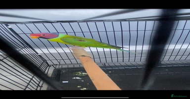 Parakeets birds - Advert 5