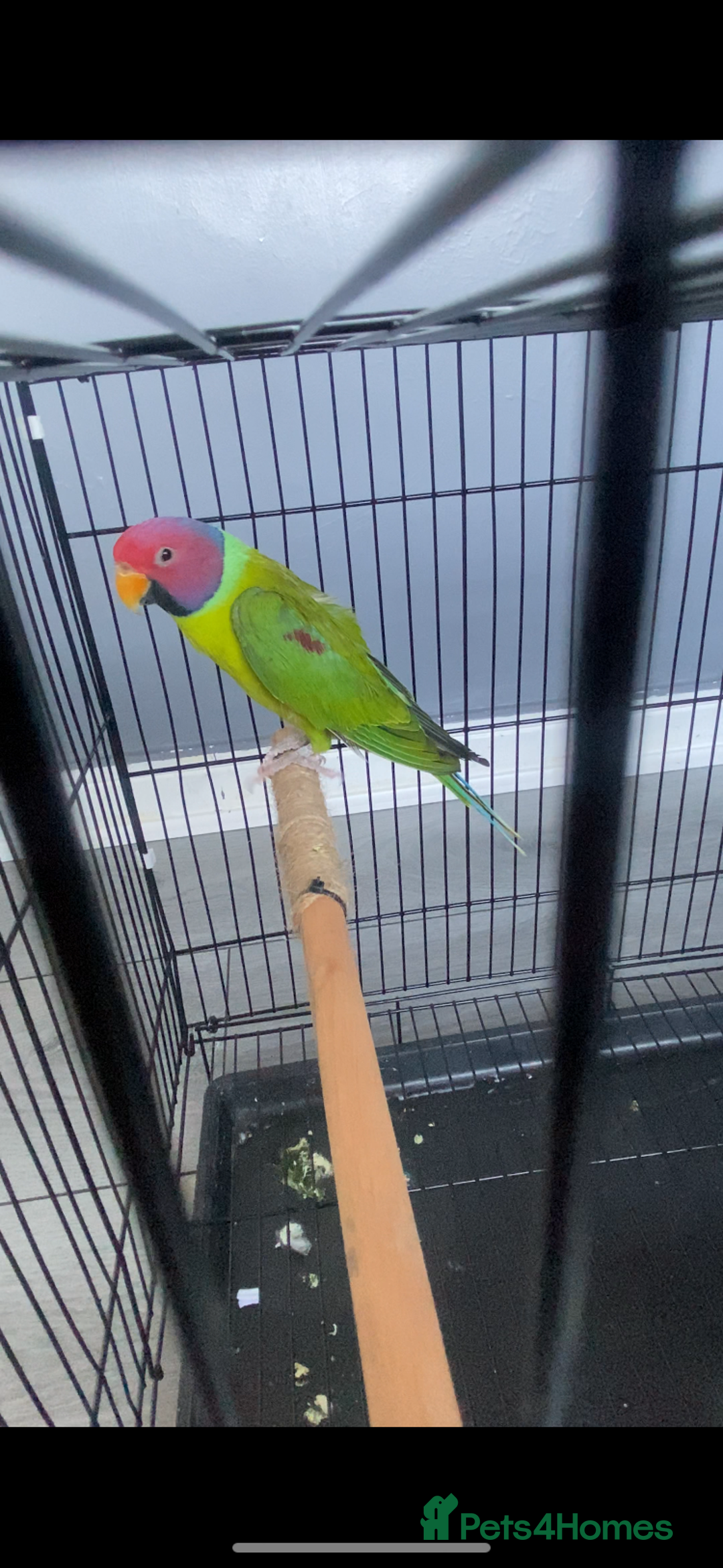 Parakeets birds for sale: Male plum headed parakeet  - Image 3