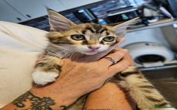 Maine Coon cats for sale: Maine Coon (parents not registered - family pet) - Image 5
