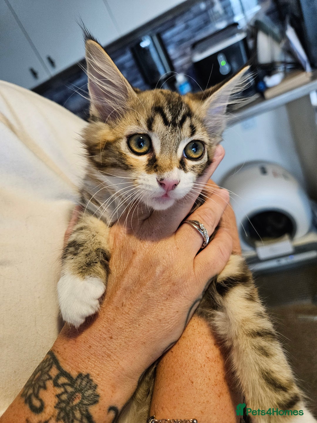 Maine Coon cats for sale: Maine Coon (parents not registered - family pet) - Image 5