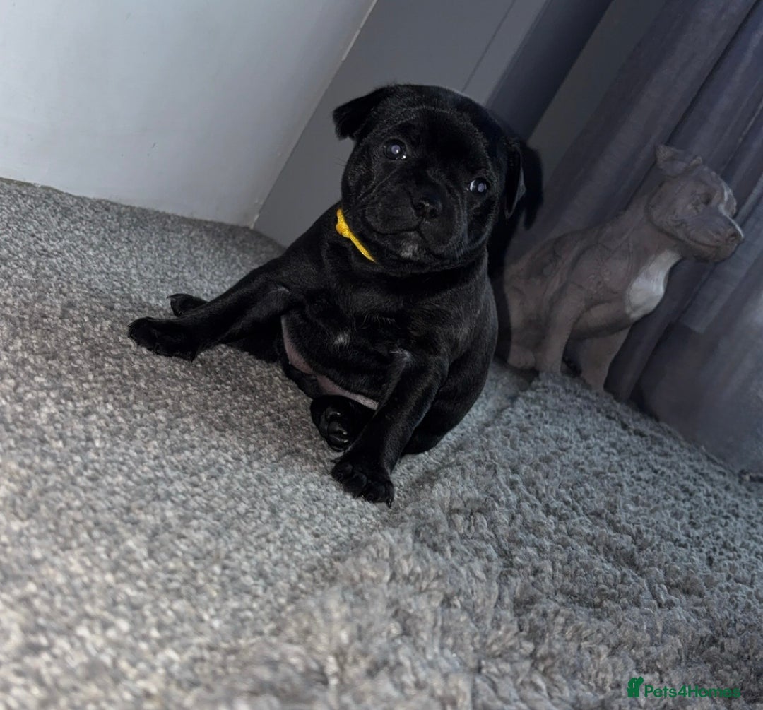 Staffordshire Bull Terrier dogs for sale: Floyd & Sky - Advert 26