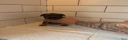 French Bulldog dogs for sale: Fluffy French bulldog puppies 🐶  - Advert 17